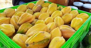 papayas cobquecura trehuaco coelemu